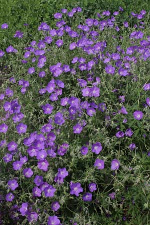 Geranium 'Orion'