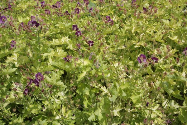 Geranium phaeum 'Séricourt'