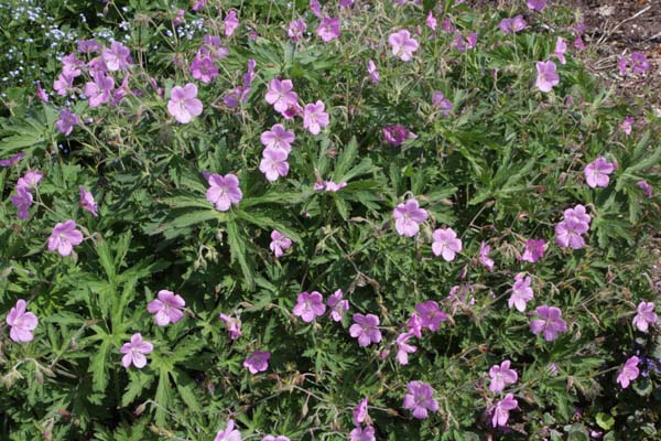 Geranium pratense 'Elizabeth Yeo'