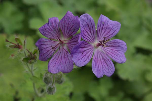 Geranium renardii 'Terre Franche'