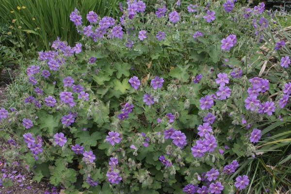 Geranium renardii 'Terre Franche'