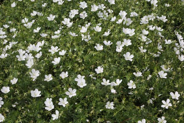 Geranium sanguineum 'Album'