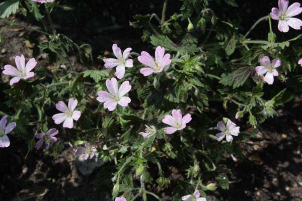 Geranium x oxonianum 'Celine'