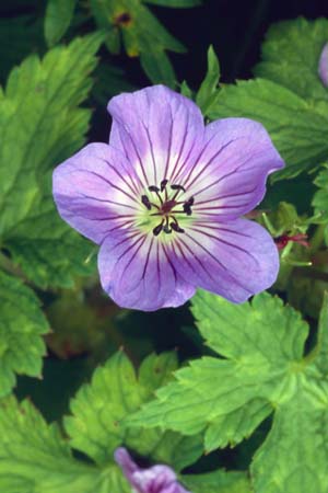 Geranium wallichianum 'Buxton's Blue'