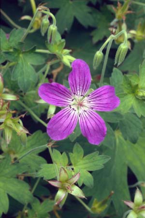 Geranium wlassovianum