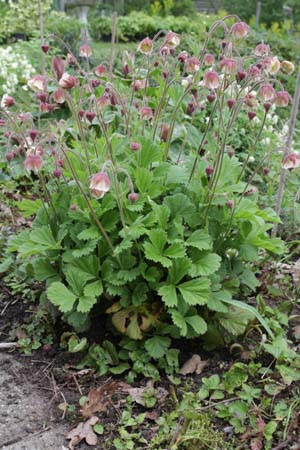 Geum 'Mrs.W. Moore'