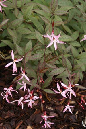 Gillenia trifoliata 'Pink Profusion'