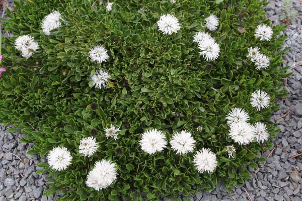 Globularia cordifolia 'Alba'