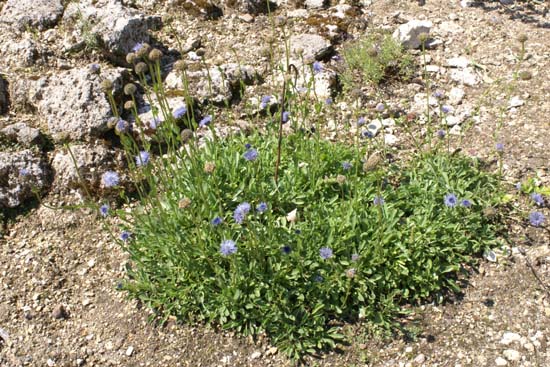 Globularia trichosantha