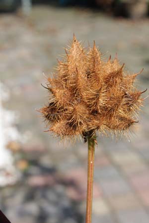 Glycyrrhiza uralensis