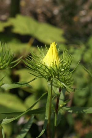 Grindelia lanceolata