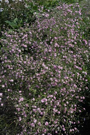 Gypsophila paniculata 'Flamingo'