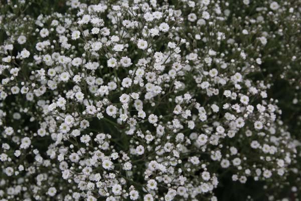 Gypsophila paniculata 'Summer Sparkles'