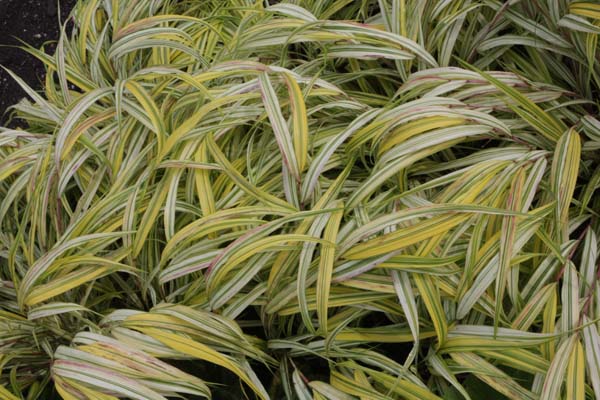 Hakonechloa macra 'Naomi'