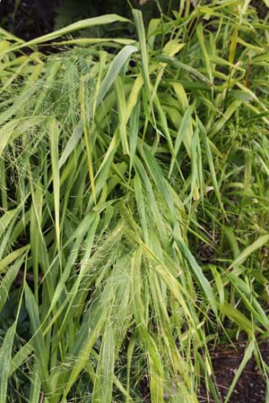 Hakonechloa macra 'Übergröße'