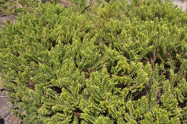 Hebe odora (syn. H. buxifolia)