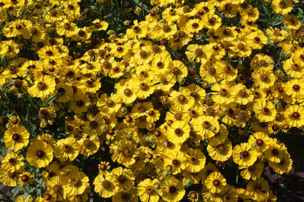 Helenium 'Blütentisch'