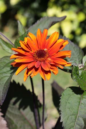 Heliopsis helianthoides var. scabra 'Fire Twister'