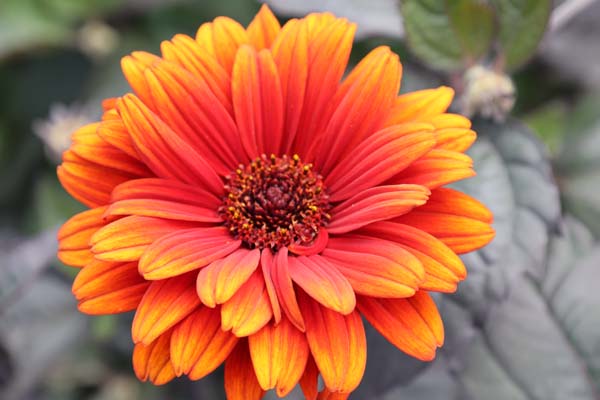 Heliopsis helianthoides var. scabra 'Selectie B'