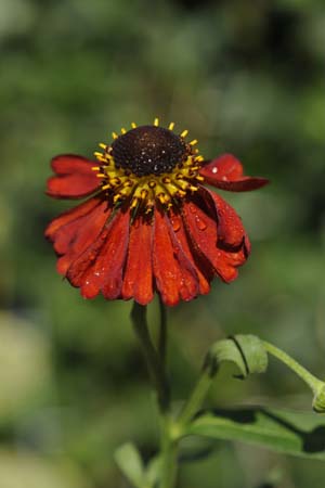 Helenium 'Kupferzwerg'