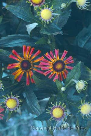 Helenium 'Loysder Wieck'