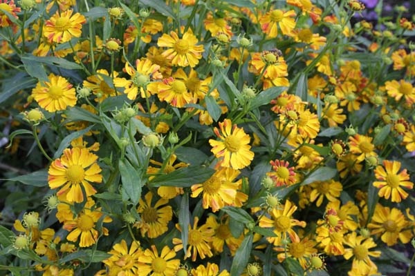 Helenium 'Oldenburg'