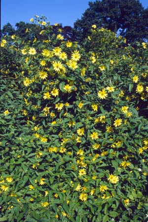 Helianthus quinquenervis (syn. Helianthella)