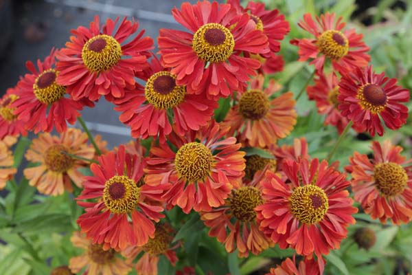 Helenium 'Ranchera'