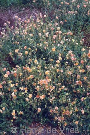 Helianthemum 'Regenbogen'