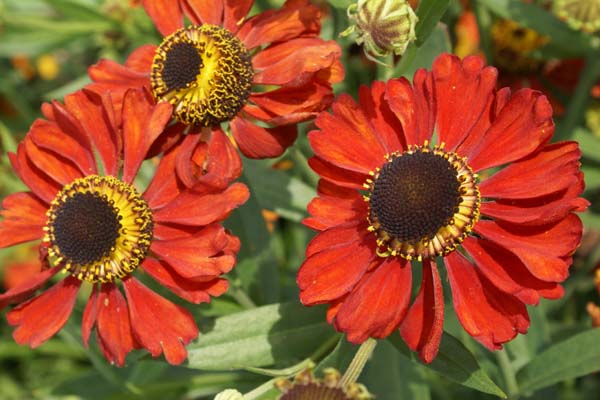 HELENIUM 'Red Army'