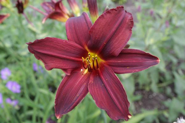 Hemerocallis 'American Revolution'