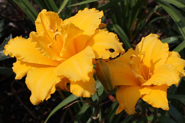 Hemerocallis 'Condilla'