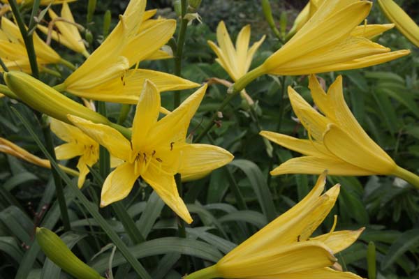 Hemerocallis citrina vespertina