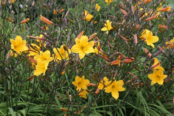 HEMEROCALLIS 'Golden Chimes'