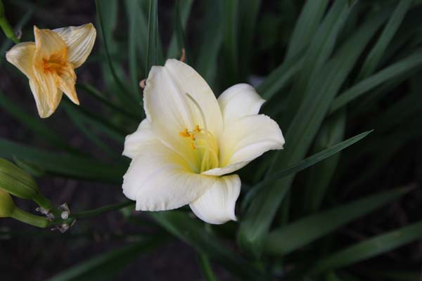 HEMEROCALLIS 'Longfields Pearl'