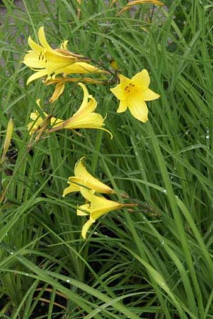 Hemerocallis minor