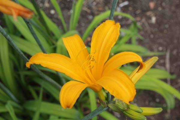 Hemerocallis middendorfii (col. Sachalin)