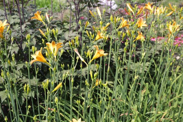 Hemerocallis multiflora