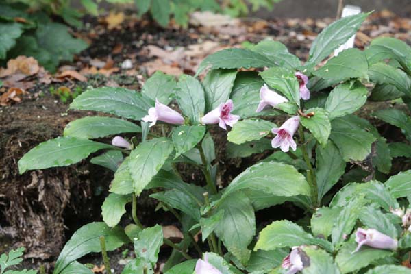 Hemiboea wangiana? (subcapitata)