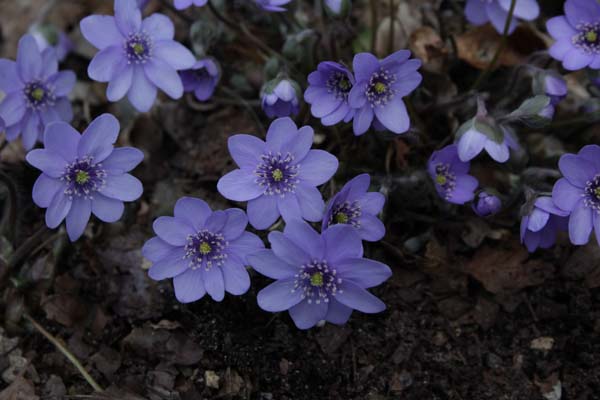 Hepatica transsilvanica 'Blue Jewel'