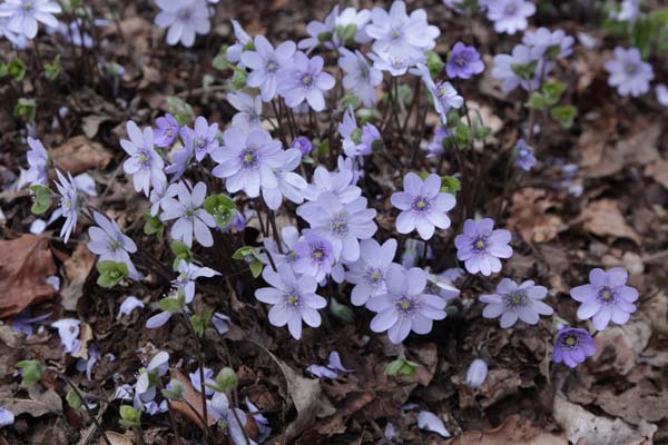 Hepatica transsilvanica 'Blue Jewel'