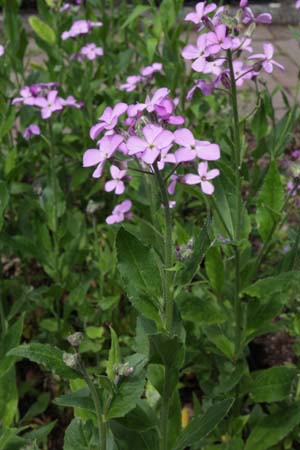 Hesperis steveniana