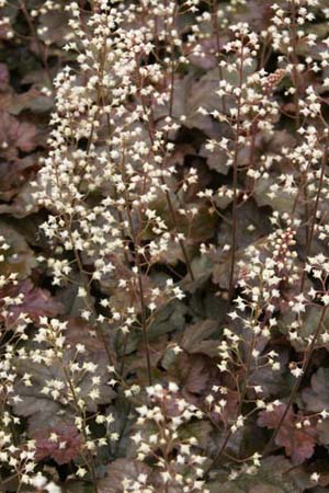 Heucherella 'Birthday Cake'