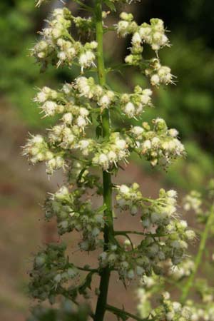 Heuchera 'Chantilly'