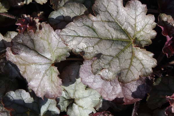 Heucherella 'Cracked Ice'