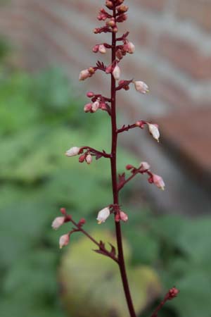 Heuchera 'Paprika'