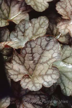 Heucherella 'Quicksilver'