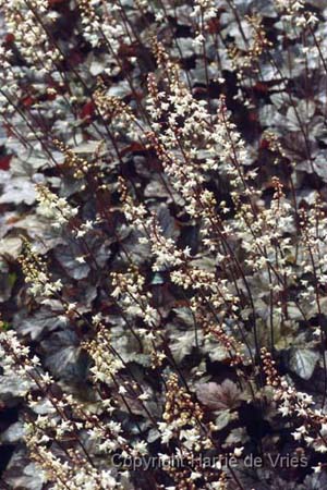 Heucherella 'Quicksilver'