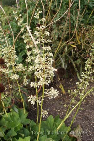 Heuchera villosa