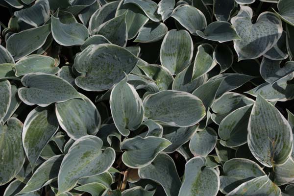 HOSTA 'El Niño'